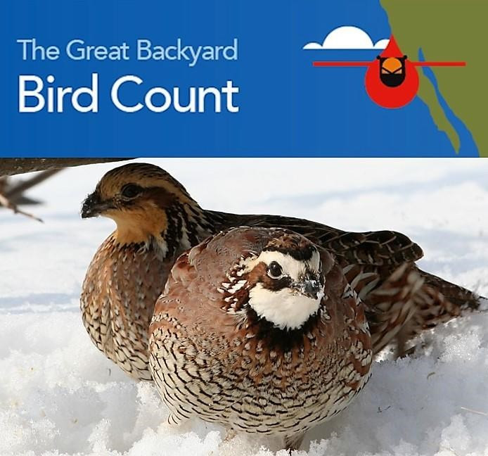 Best ideas about Backyard Bird Count 2019
. Save or Pin FCAS home Now.