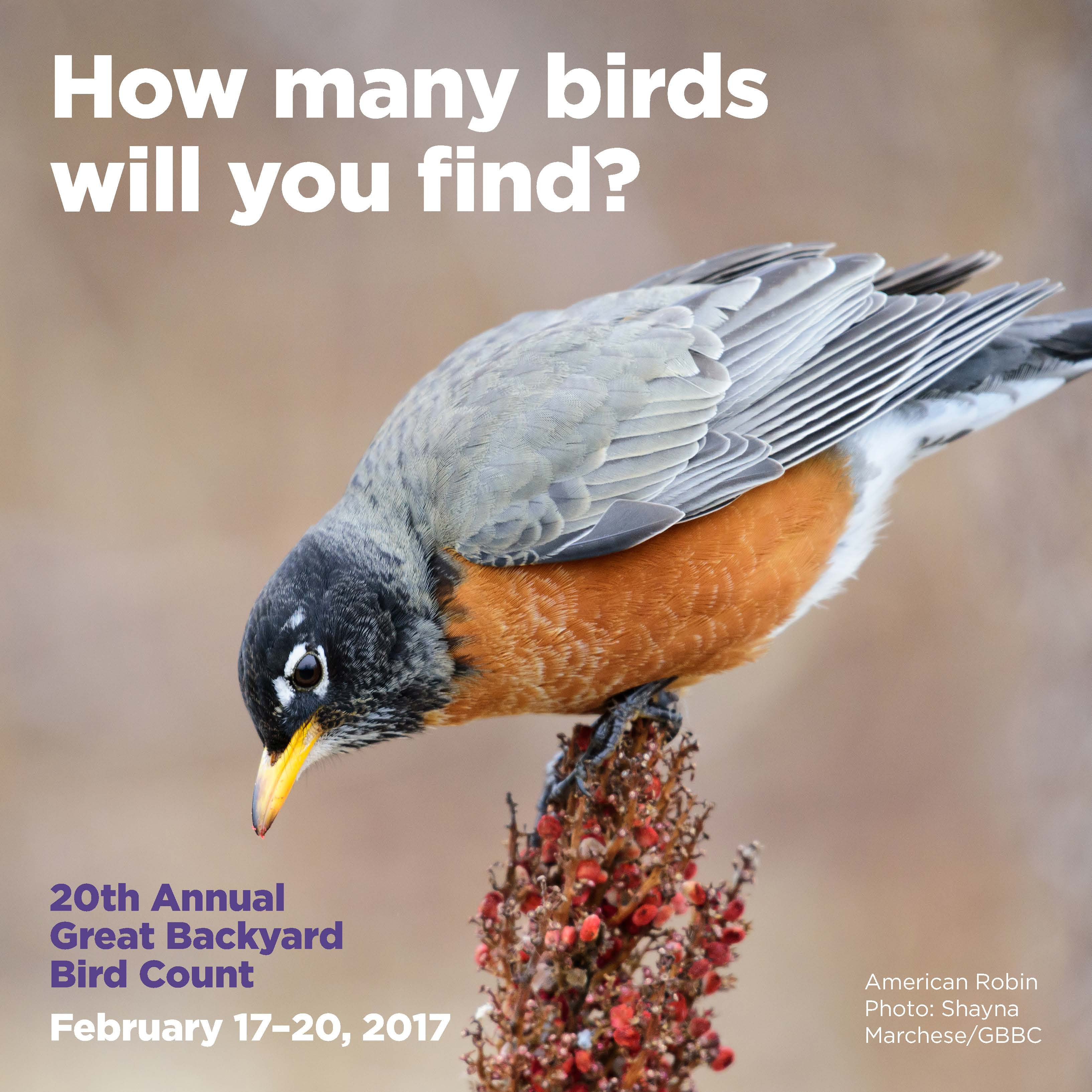 Best ideas about Backyard Bird Count 2019
. Save or Pin The Great Backyard Bird Count 2017 Now.