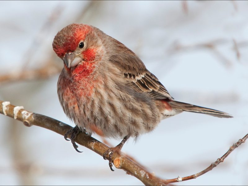 Best ideas about Backyard Birds Of Texas
. Save or Pin Central Texas Backyard Birds – Travis Audubon Now.