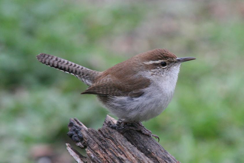 Best ideas about Backyard Birds Of Texas
. Save or Pin Central Texas Backyard Birds – Travis Audubon Now.