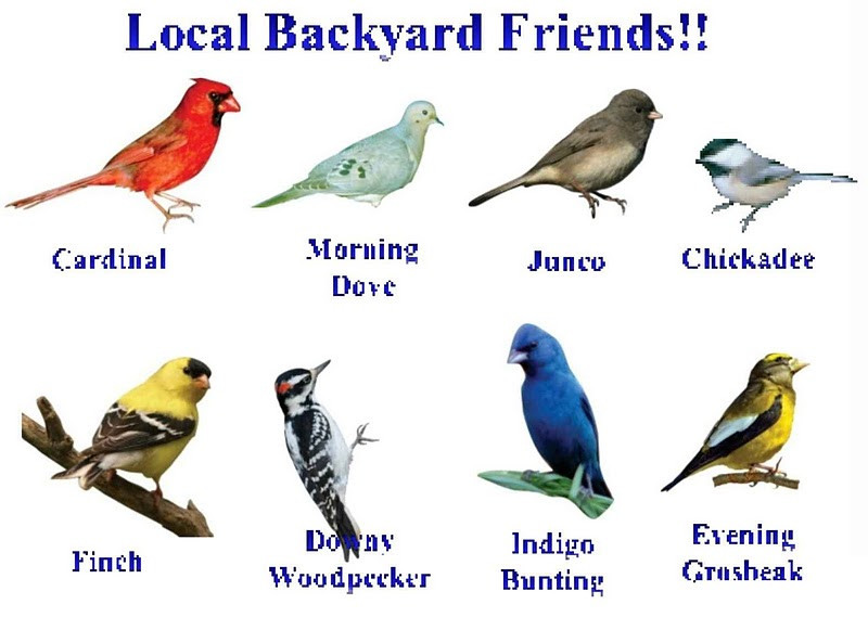 Best ideas about Backyard Birds Of Texas
. Save or Pin World Bird Sanctuary Help Your Feathered Friends This Winter Now.