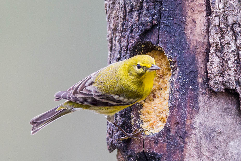 Best ideas about Backyard Birds Of Texas
. Save or Pin Bird Identification CLOSED Backyard Birds Willis Now.