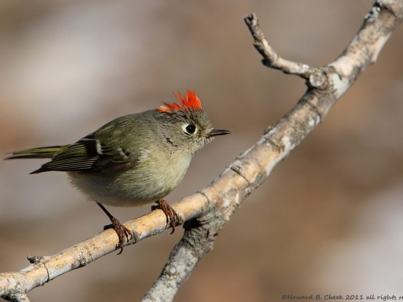 Best ideas about Backyard Birds Of Texas
. Save or Pin Central Texas Backyard Birds Now.