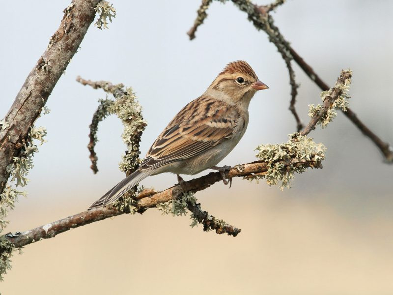 Best ideas about Backyard Birds Of Texas
. Save or Pin Central Texas Backyard Birds – Travis Audubon Now.