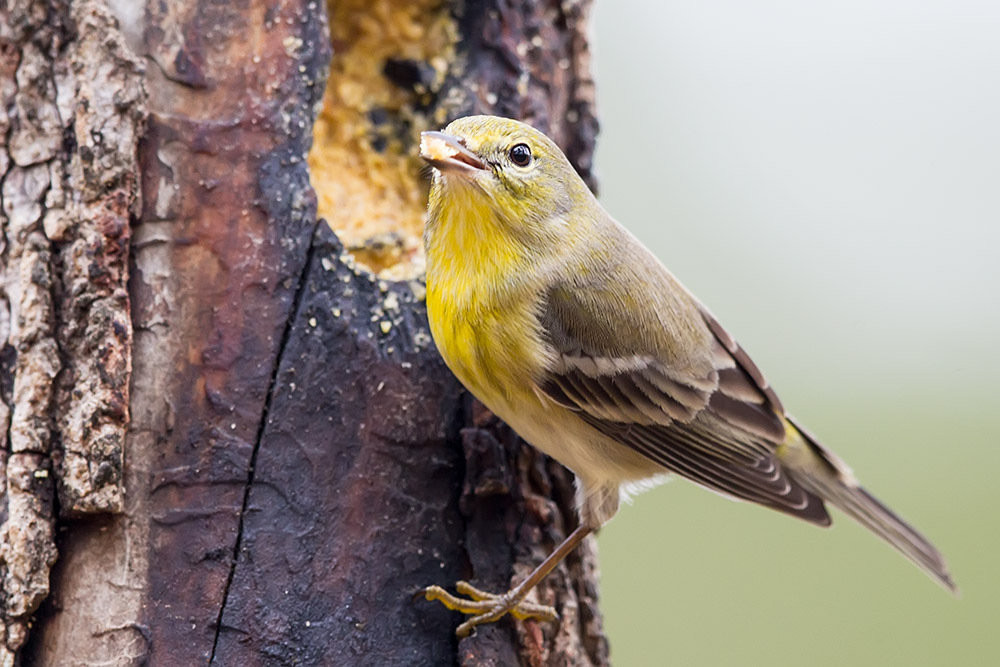 Best ideas about Backyard Birds Of Texas
. Save or Pin Bird Identification CLOSED Backyard Birds Willis Now.