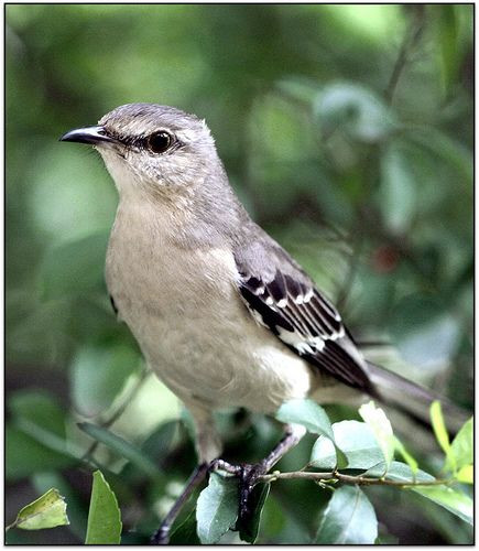 Best ideas about Backyard Birds Of Texas
. Save or Pin 26 best BackYard Birds of TEXAS images on Pinterest Now.