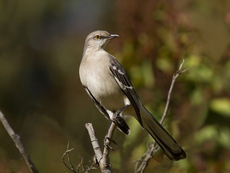 Best ideas about Backyard Birds Of Texas
. Save or Pin Central Texas Backyard Birds Now.