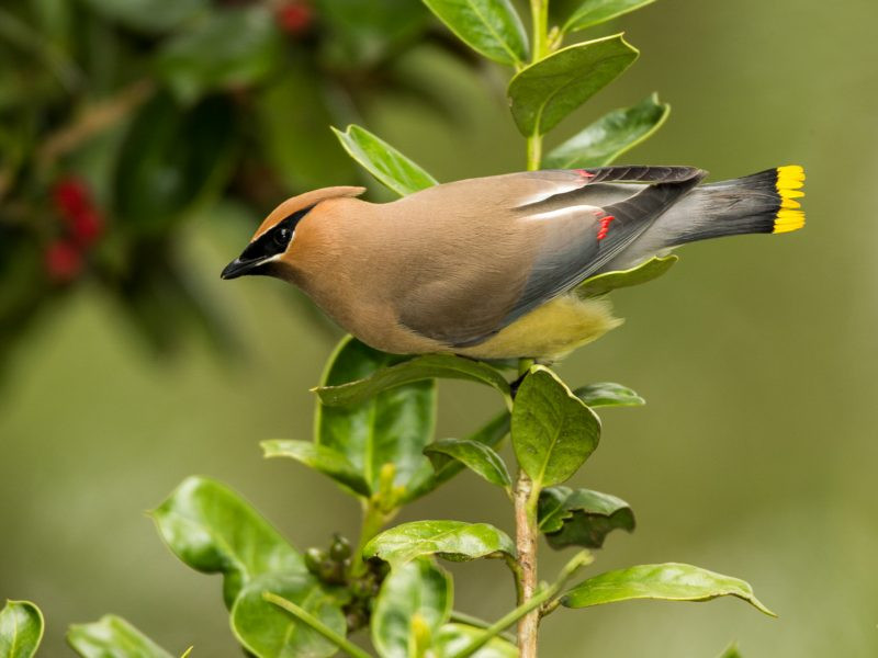 Best ideas about Backyard Birds Of Texas
. Save or Pin Central Texas Backyard Birds Now.