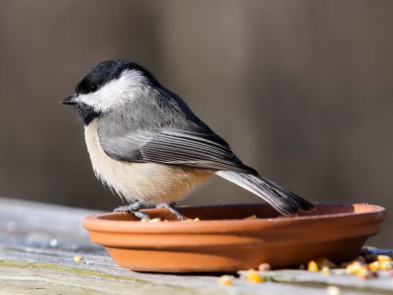 Best ideas about Backyard Birds Of Texas
. Save or Pin Central Texas Backyard Birds Now.