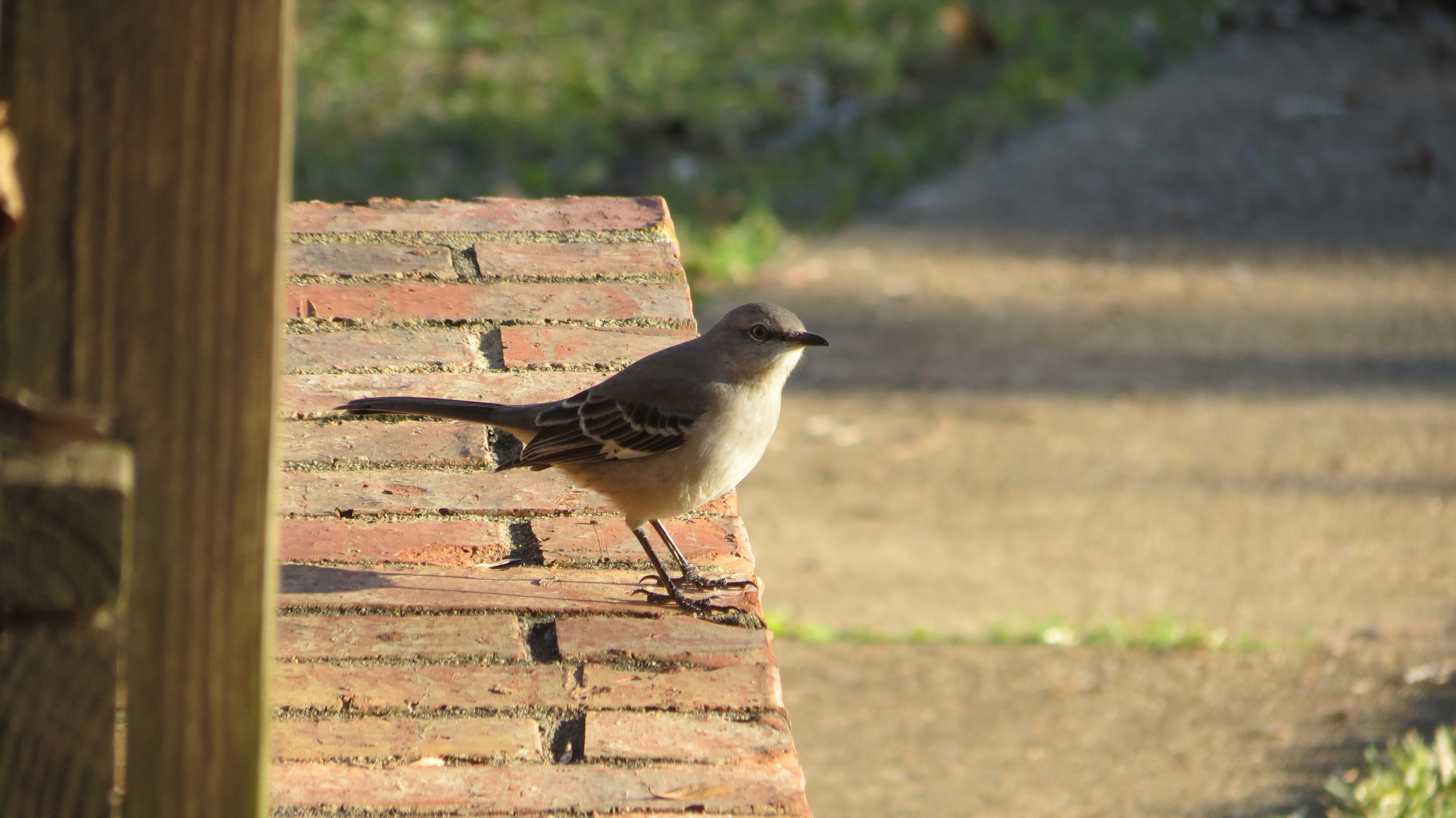 Best ideas about Backyard Birds Of Texas
. Save or Pin Backyard Birds of East Texas Now.