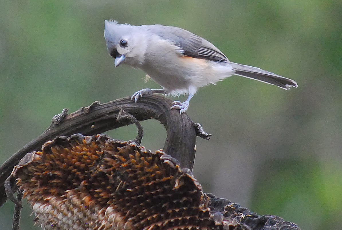 Best ideas about Backyard Birds Of Texas
. Save or Pin Terrell Daily Backyard Bird Now.