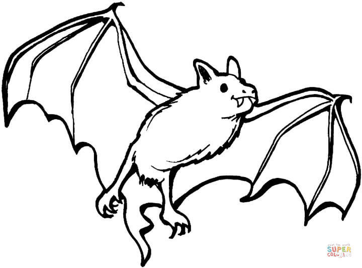 Bat Coloring Sheet
 Bat clipart coloring book Pencil and in color bat