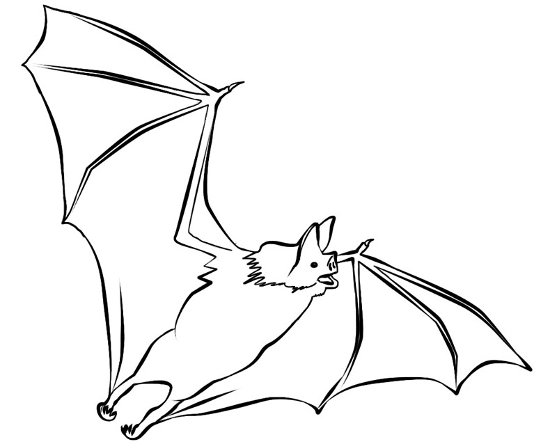 Bat Coloring Sheet
 Free Printable Bat Coloring Pages For Kids