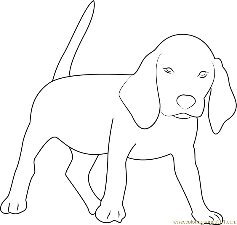 Beagle Coloring Pages
 Beagle Coloring Page Free Dog Coloring Pages