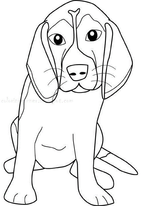 Beagle Coloring Pages
 Beagles Coloring Pages