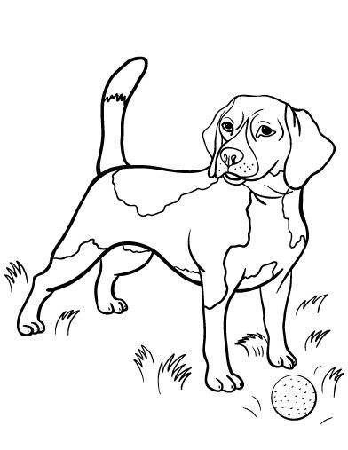 Beagle Coloring Pages
 259 best plasma cut pets images on Pinterest