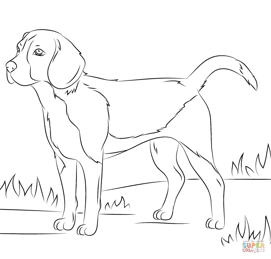 Beagle Coloring Pages
 Beagle dog coloring page