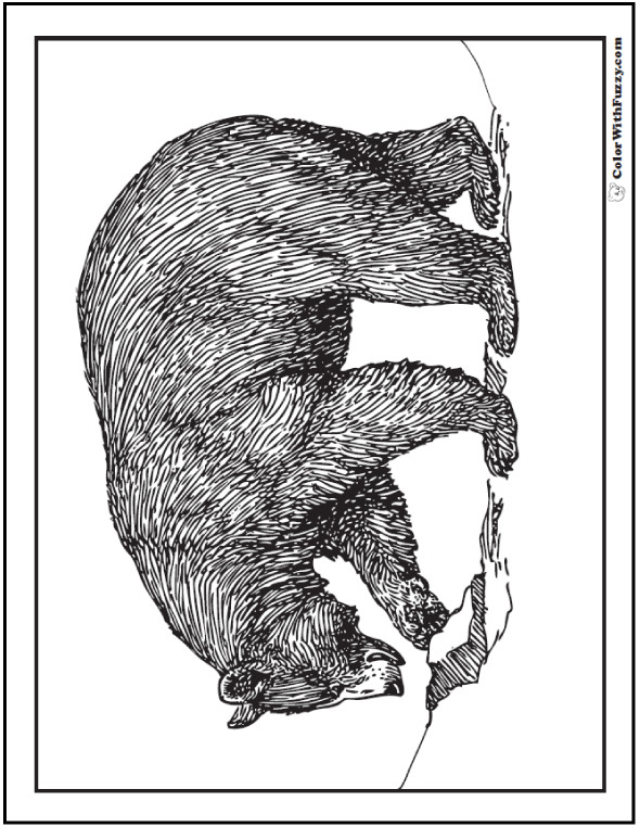 Bear Coloring Pages For Adults
 Fuzzy s Printable Coloring Pages