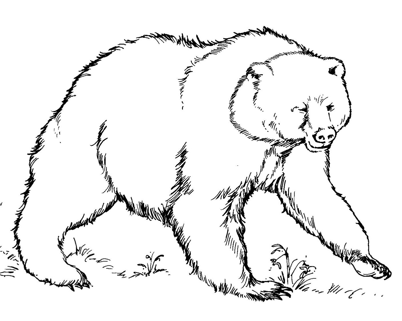 Bear Coloring Pages
 Free Printable Bear Coloring Pages For Kids