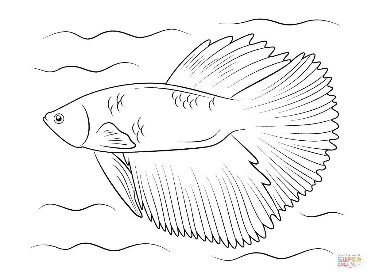 Betta Fish Coloring Pages
 Halfmoon Betta coloring page