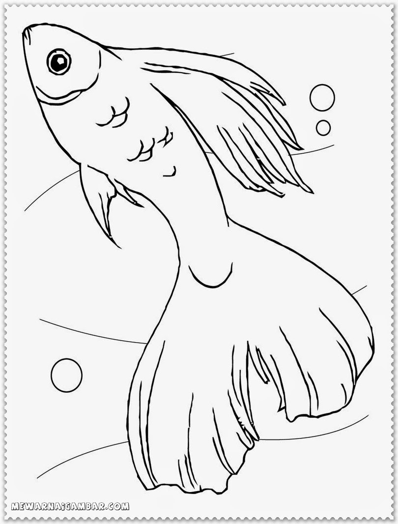 Betta Fish Coloring Pages
 Betta Coloring Pages Coloring Pages
