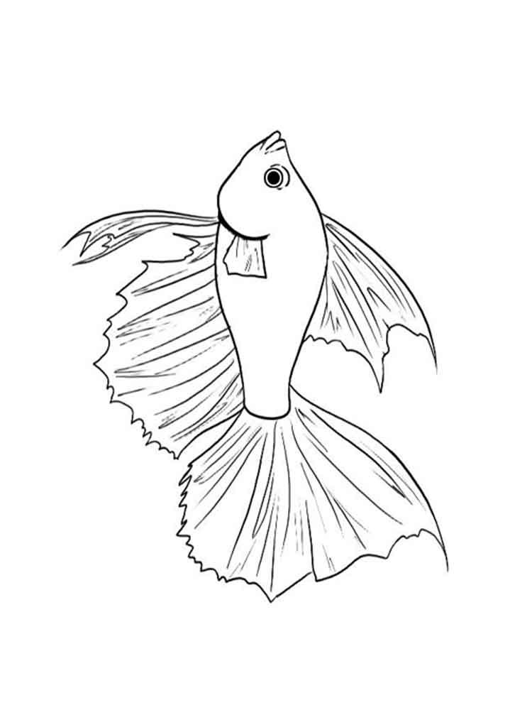 Betta Fish Coloring Pages
 Betta fish coloring pages Download and print Betta fish