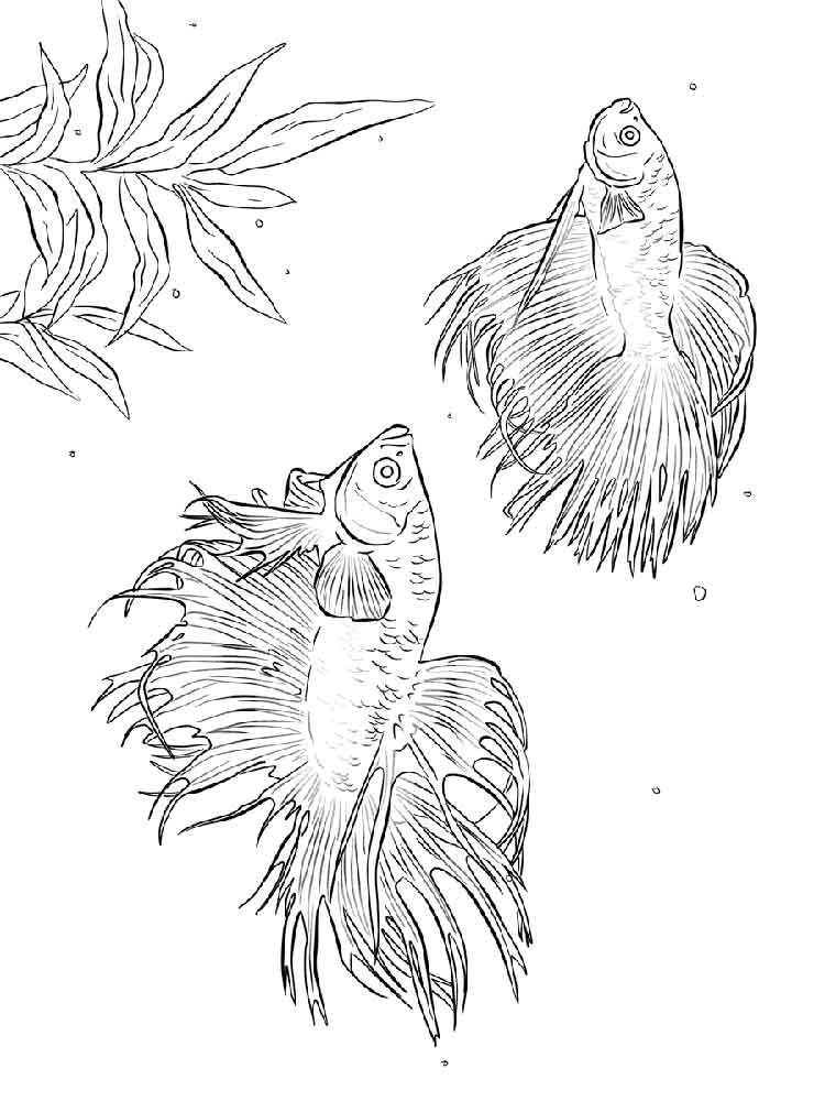 Betta Fish Coloring Pages
 Betta fish coloring pages Download and print Betta fish
