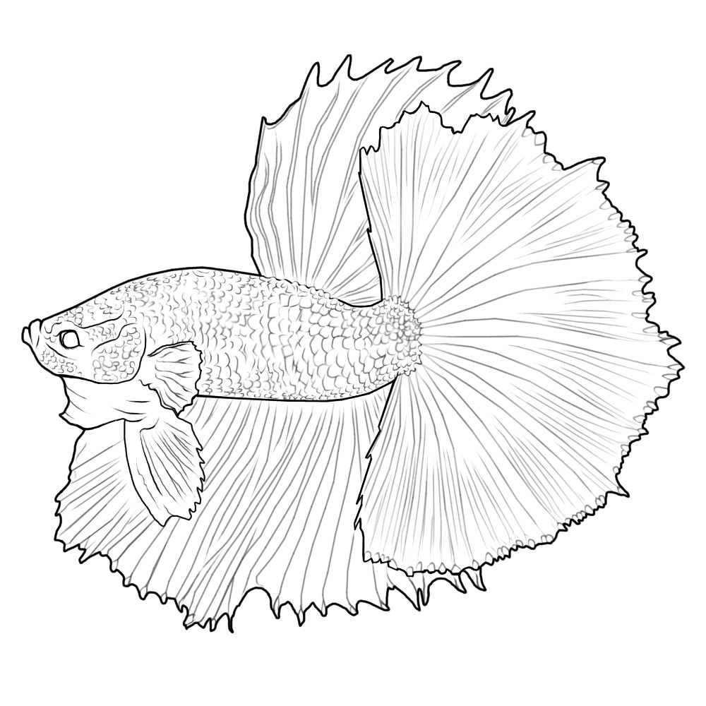 Betta Fish Coloring Pages
 Digital Betta Painting and Free Lines Betta Fish and
