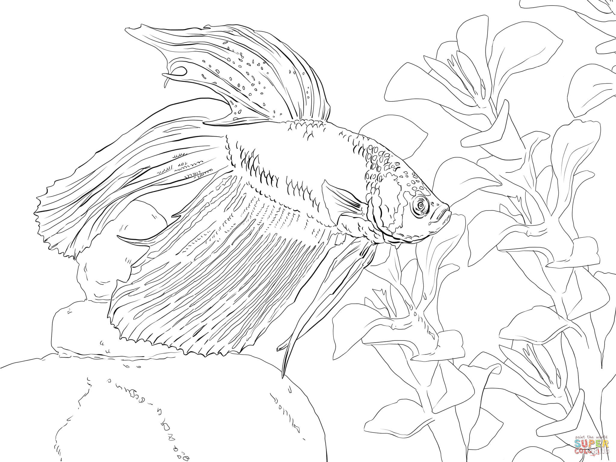 Betta Fish Coloring Pages
 Siamese Fighting Fish coloring page