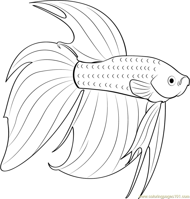 Betta Fish Coloring Pages
 Betta Red Fish Coloring Page Free Other Fish Coloring