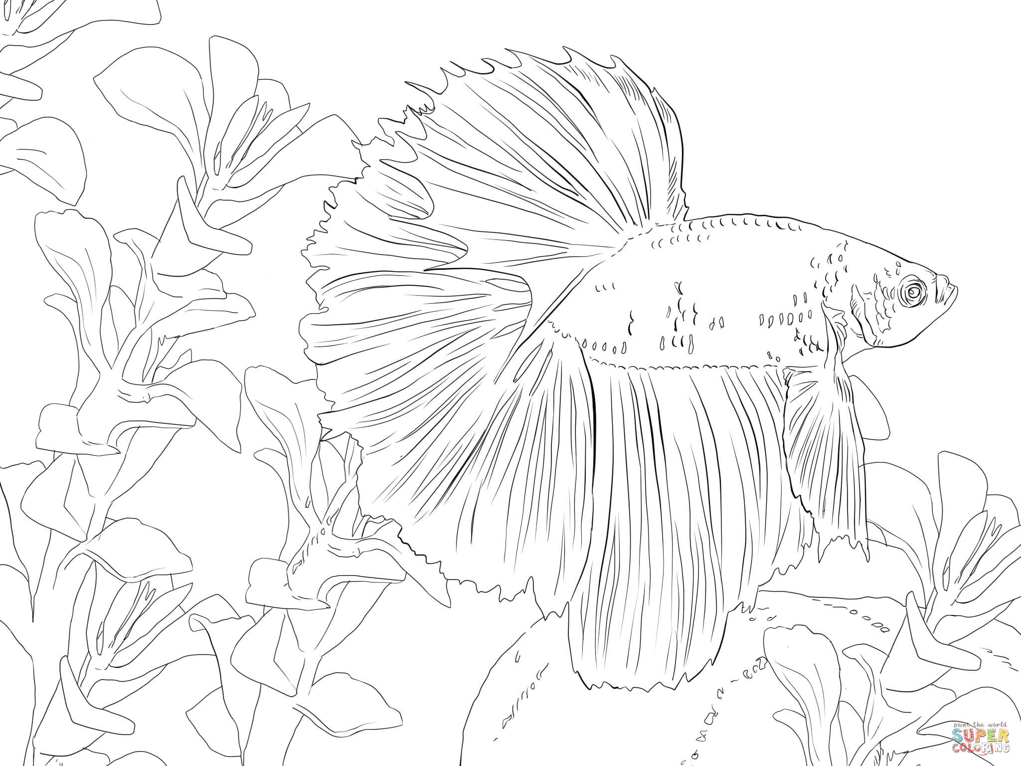 Betta Fish Coloring Pages
 Coloriage Betta splendens ou battant