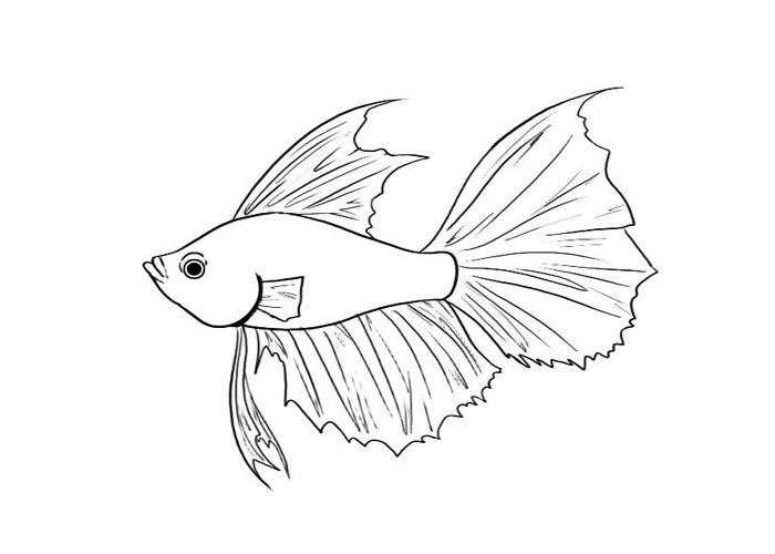 Betta Fish Coloring Pages
 Siamese Fighting Fish Coloring Pages Coloring Pages