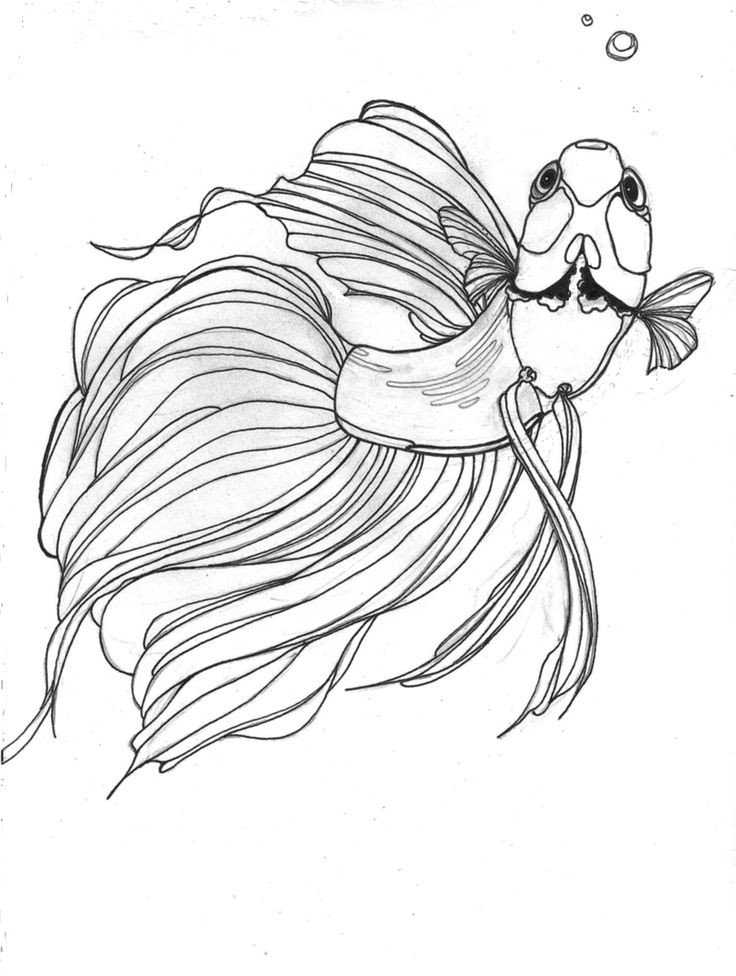 Betta Fish Coloring Pages
 Tattoo Coloring Sheets Betta Tattoo
