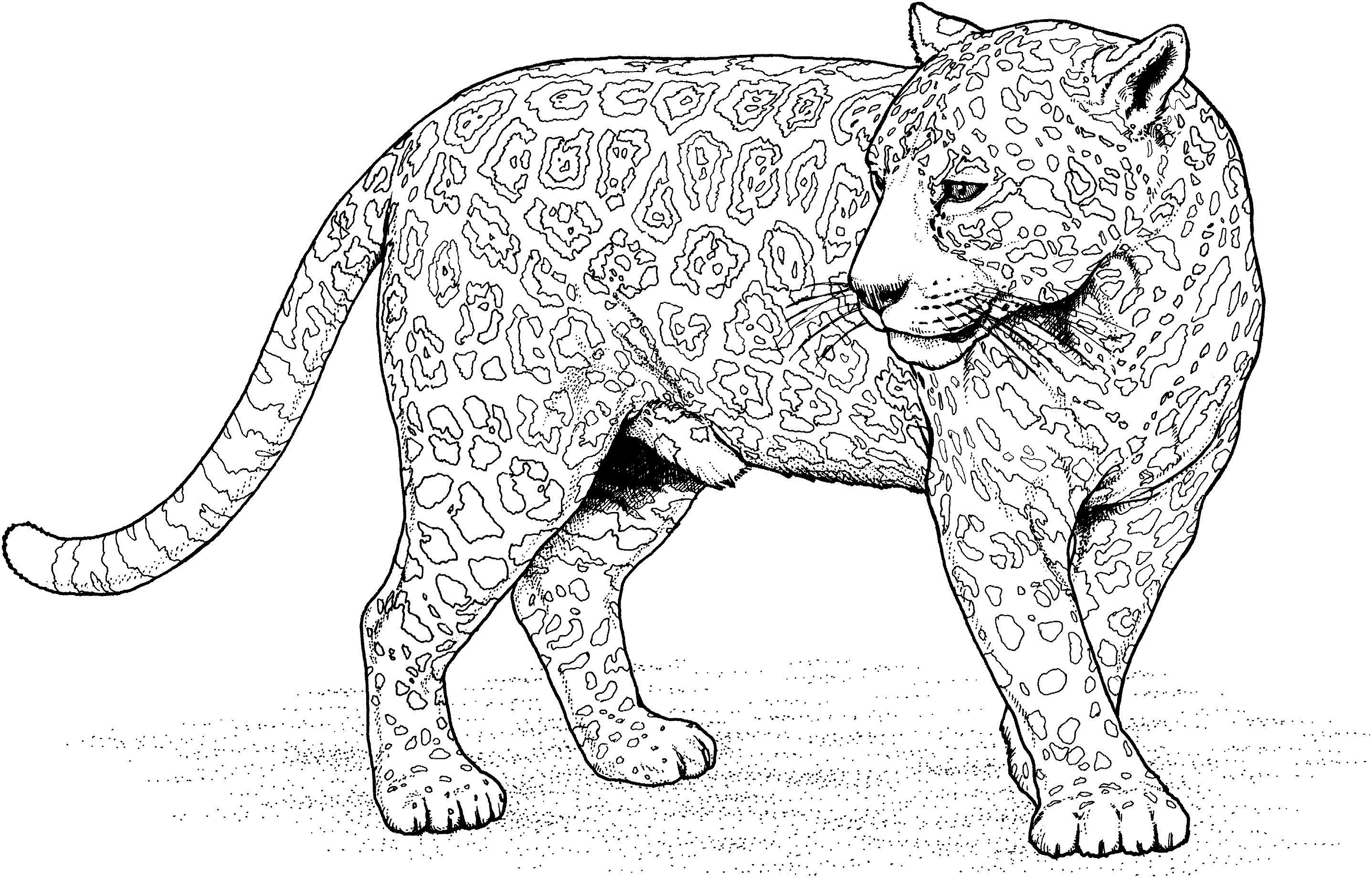 Big Coloring Pages For Adults
 Big Cat Coloring Pages
