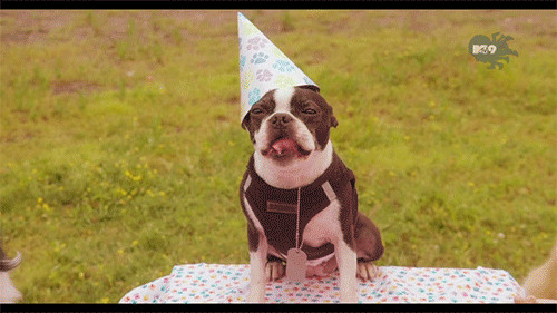 Best ideas about Birthday Gif Funny
. Save or Pin Happy Birthday Dog GIF Find & on GIPHY Now.