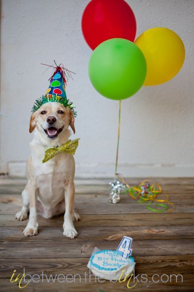 Birthday Gifts For Dogs
 Dog Birthday Party Ideas Shoot Pet grapy More