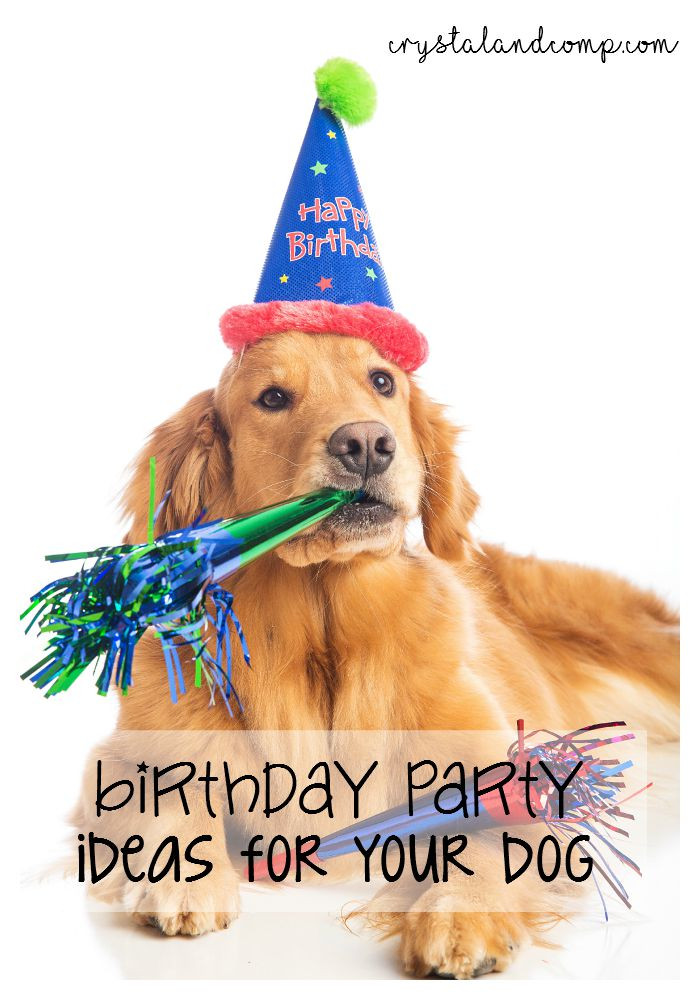 Birthday Gifts For Dogs
 Birthday Party Ideas for Your Dog