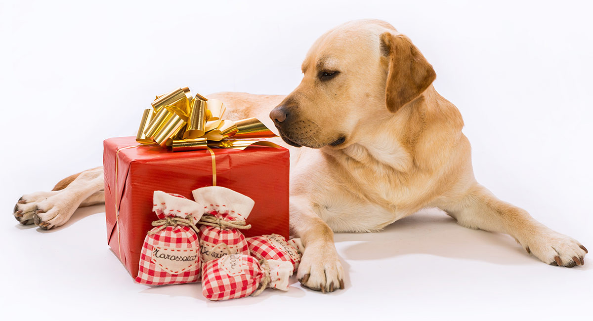 Birthday Gifts For Dogs
 Best Gifts For Dog Lovers Presents To Suit Any Bud or