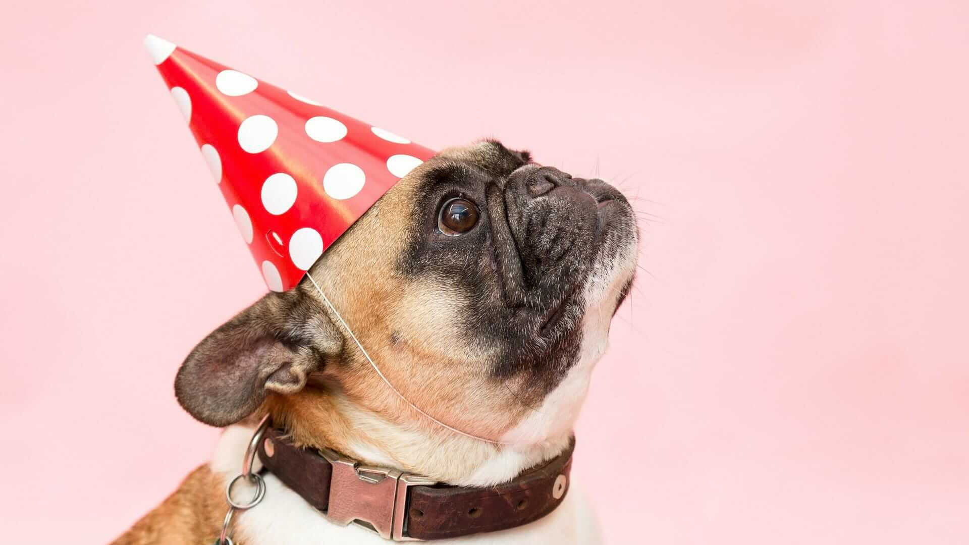 Birthday Gifts For Dogs
 Birthday t for your dog A couple of good ideas for you