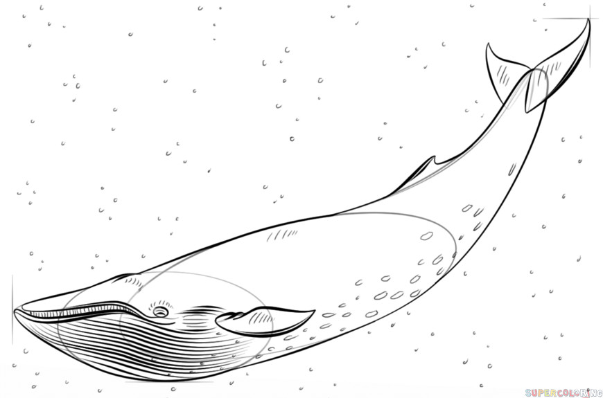 Blue Whale Coloring Pages
 How to draw a blue whale