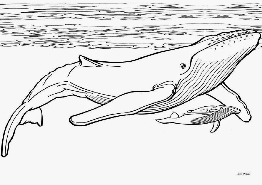 Blue Whale Coloring Pages
 Blue Whale Coloring