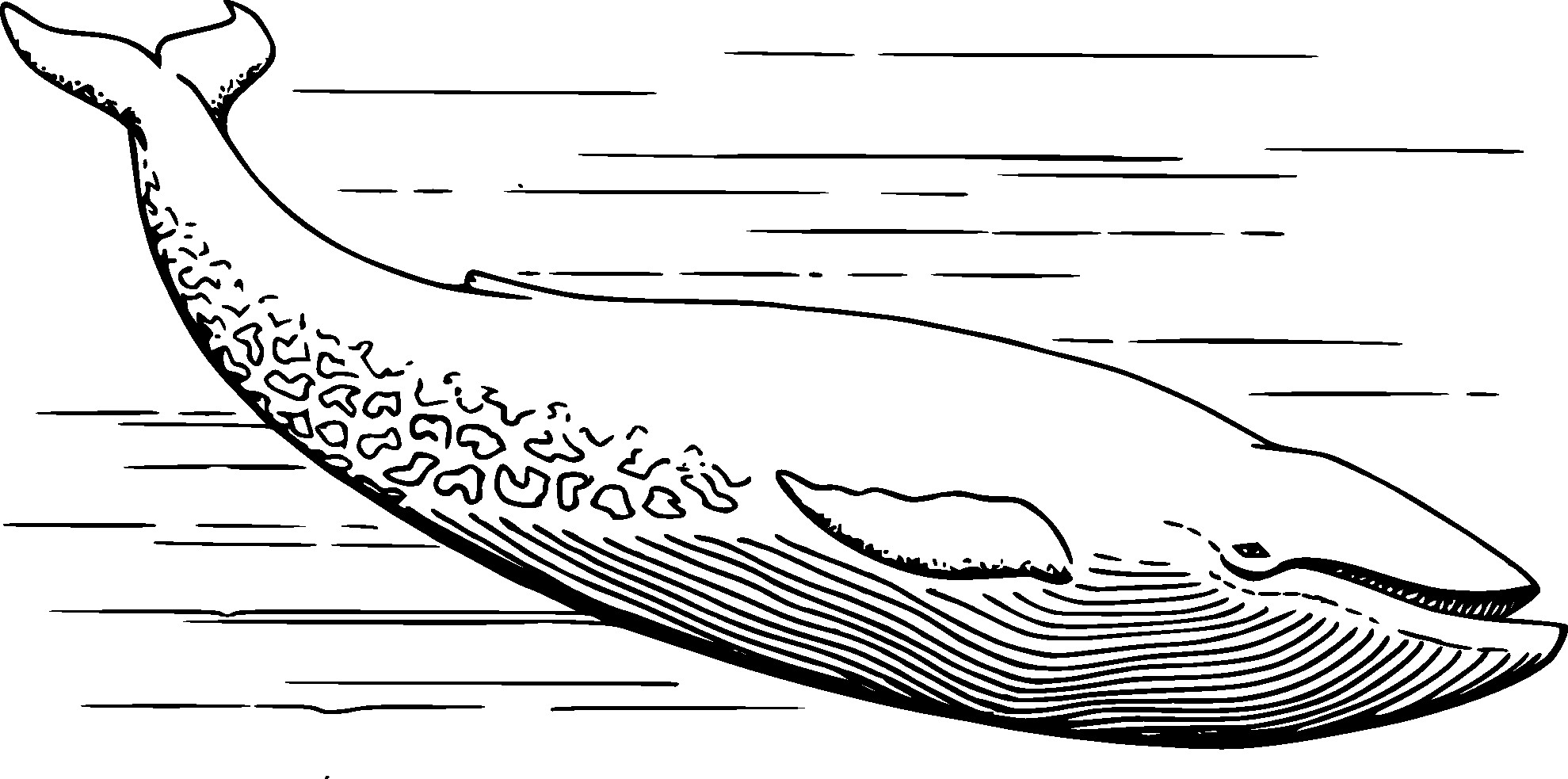 Blue Whale Coloring Pages
 Blue Whale Black White Line Art Coloring Book Colouring