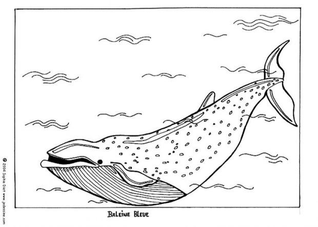 Blue Whale Coloring Pages
 Blue whale coloring pages Hellokids