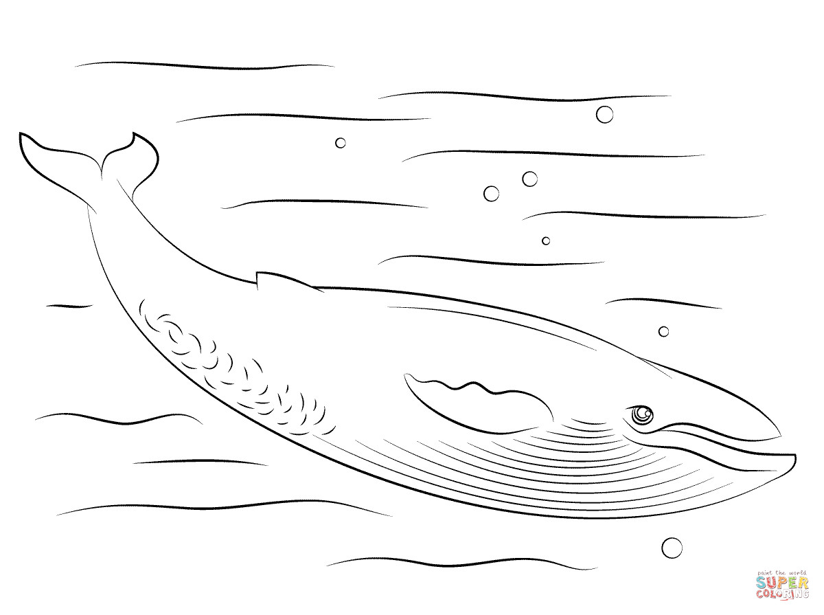 Blue Whale Coloring Pages
 Cute Blue Whale coloring page