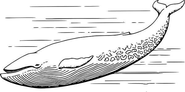 Blue Whale Coloring Pages
 Blue Whale Coloring Page for Kids NetArt