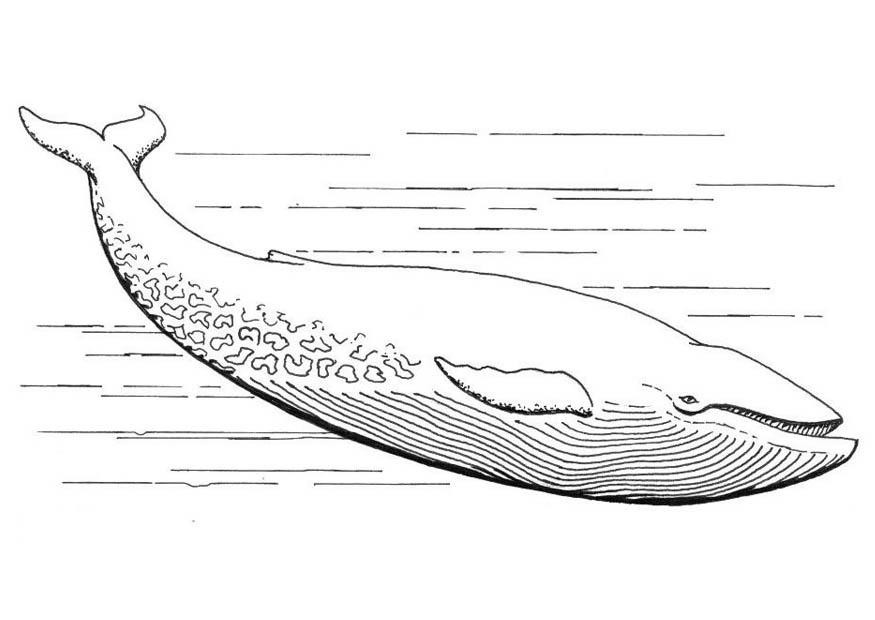 Blue Whale Coloring Pages
 Free Printable Whale Coloring Pages For Kids