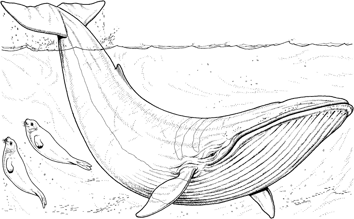 Blue Whale Coloring Pages
 Free Whale Coloring Pages