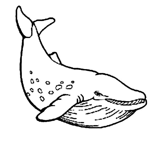 Blue Whale Coloring Pages
 Blue Whale coloring Download Blue Whale coloring