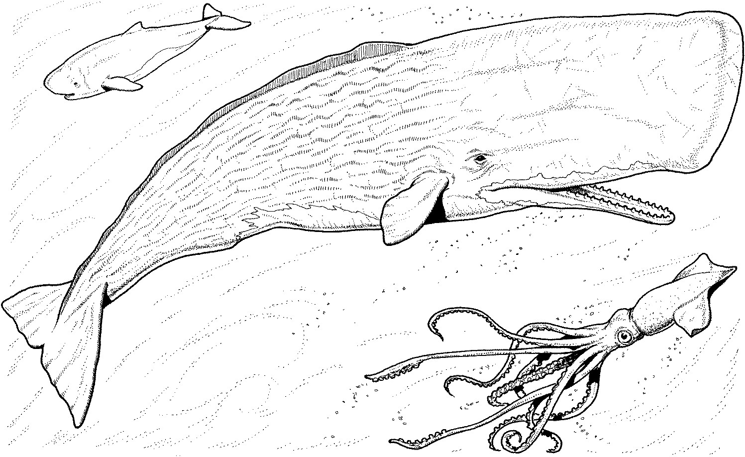 Blue Whale Coloring Pages
 Free Whale Coloring Pages