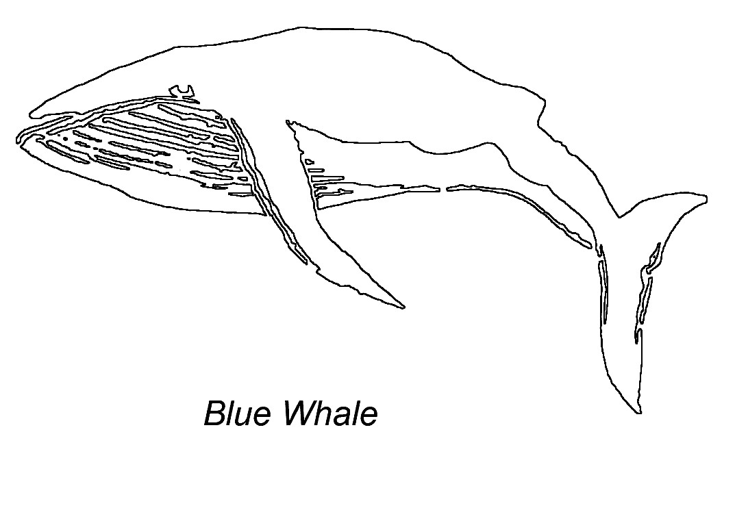 Blue Whale Coloring Pages
 Blue Whale Coloring Pages coloringsuite